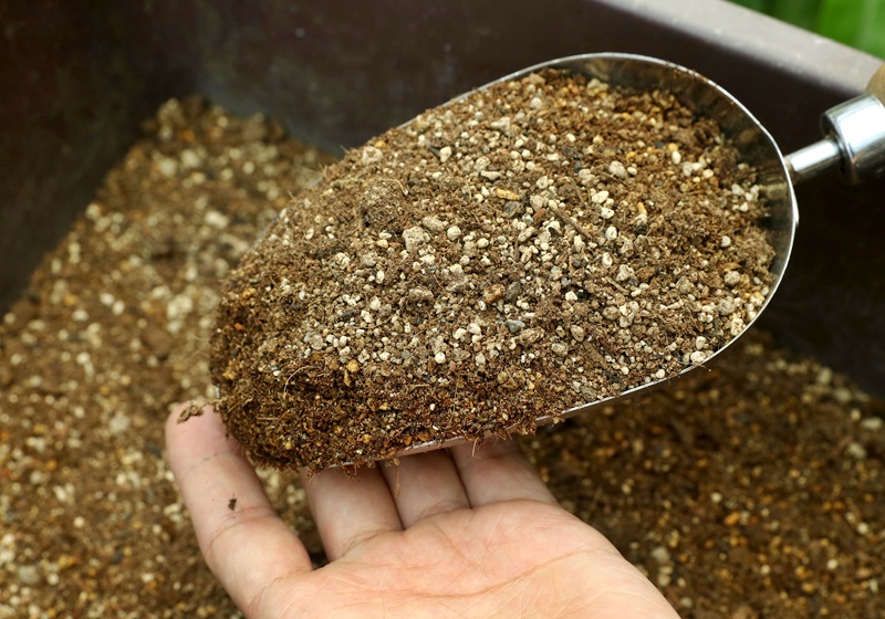 食蟲植物有哪些 食蟲植物哪些最好養(yǎng) 食蟲植物有哪些 食蟲植物哪些最好養(yǎng)