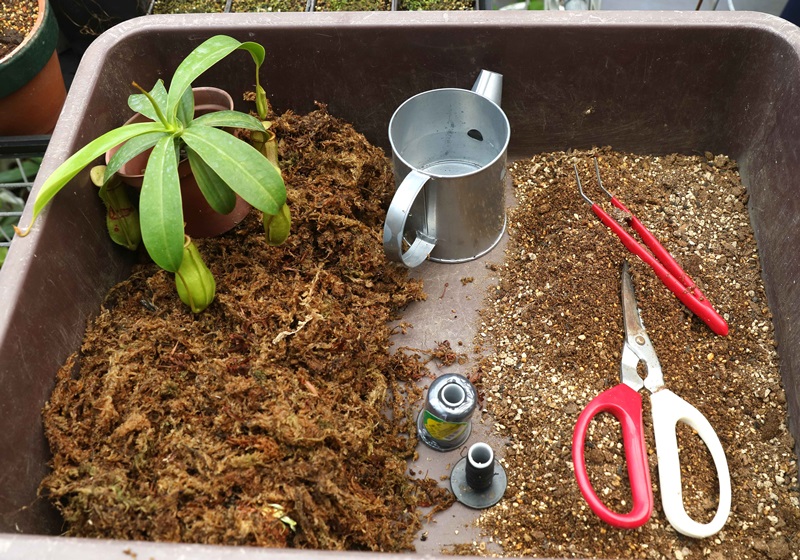 食蟲植物有哪些 食蟲植物哪些最好養(yǎng) 食蟲植物有哪些 食蟲植物哪些最好養(yǎng)