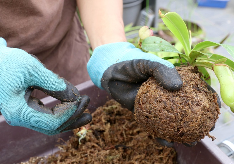 食蟲植物有哪些 食蟲植物哪些最好養(yǎng) 食蟲植物有哪些 食蟲植物哪些最好養(yǎng)