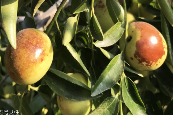 冬棗可以和蝦一起吃嗎 這個搭配沒毛病 冬棗可以和蝦一起吃嗎 這個搭配沒毛病