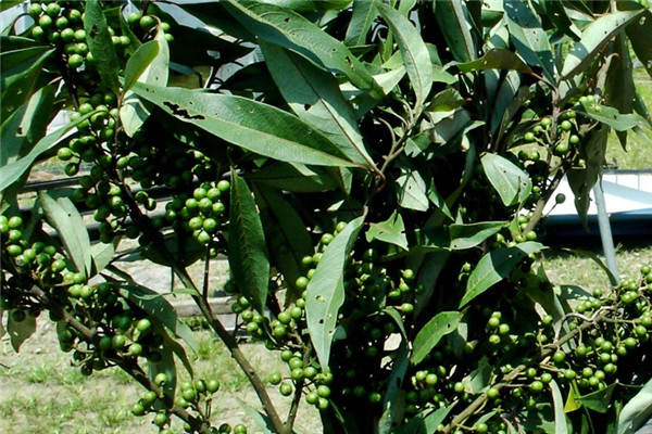 馬告是山胡椒 山胡椒怎么吃 馬告是山胡椒 山胡椒怎么吃
