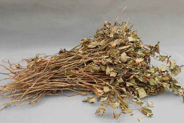 折耳根可以泡腳嗎？新鮮還是干的折耳根用量需適宜