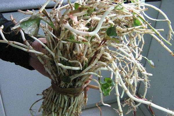 野生折耳根哪里能挖到？一次食用需控制在這個量