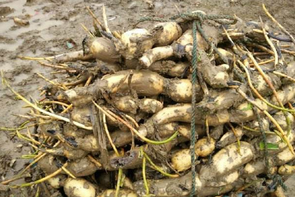 什么樣的藕燉著好吃？這個(gè)地方的蓮藕最有名最好吃