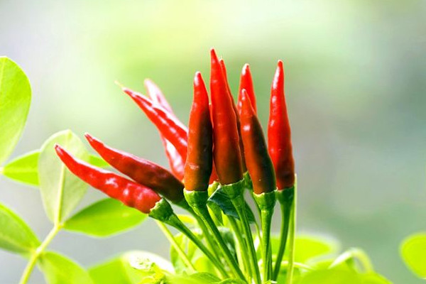 杭椒為什么叫杭椒？這些食物不能和辣椒一起吃