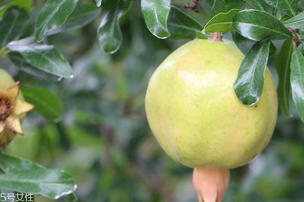 石榴糖分高不高 不算很高 石榴糖分高不高 不算很高