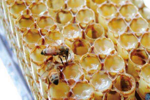 蜂王漿有保質(zhì)期嗎 買蜂王漿必看 蜂王漿有保質(zhì)期嗎 買蜂王漿必看