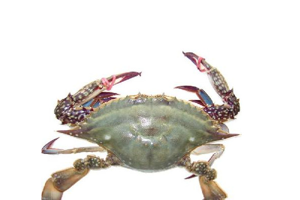 梭子蟹什么時(shí)候最便宜？死螃蟹吃的時(shí)候注意分海蟹和河蟹