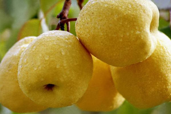 如何辨認(rèn)挑選碭山梨？碭山梨的正確吃法