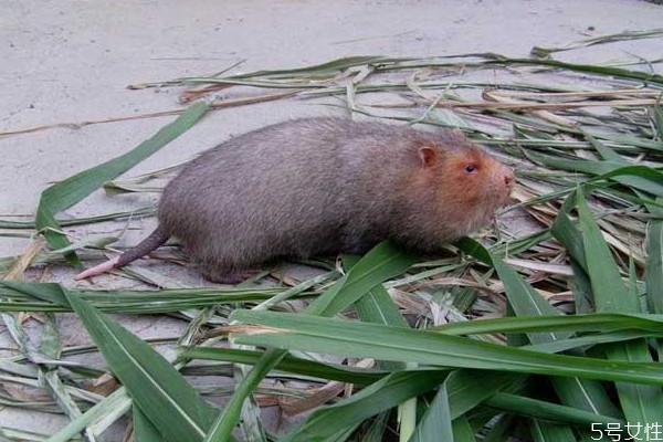 養(yǎng)殖竹鼠風(fēng)險(xiǎn)高嗎 竹鼠和黑豚鼠的區(qū)別 養(yǎng)殖竹鼠風(fēng)險(xiǎn)高嗎 竹鼠和黑豚鼠的區(qū)別