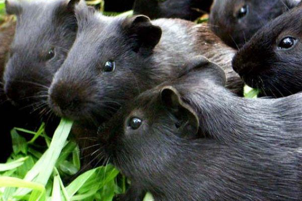 黑豚肉好吃嗎？黑豚養(yǎng)殖市場需求大