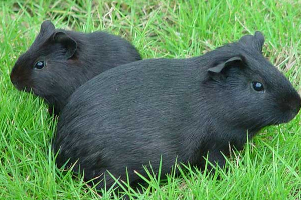 黑豚肉好吃嗎？黑豚養(yǎng)殖市場需求大