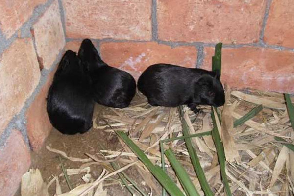 黑豚吃什么？買種苗這樣分黑豚公母