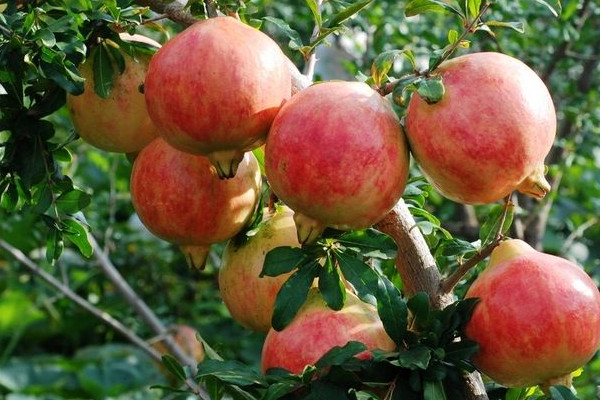 會(huì)理石榴幾月份摘？這才是會(huì)理石榴正確食用方法