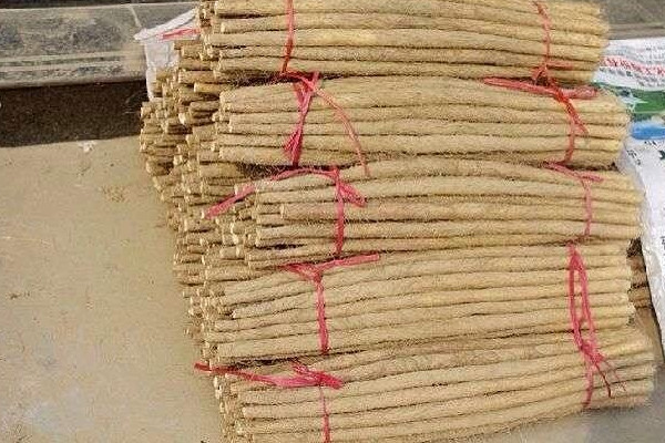 麻山藥長芽還能吃嗎？麻山藥和鐵棍山藥的區(qū)別