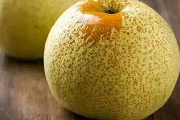 最大的梨是碭山梨嗎？碭山梨的功效與作用