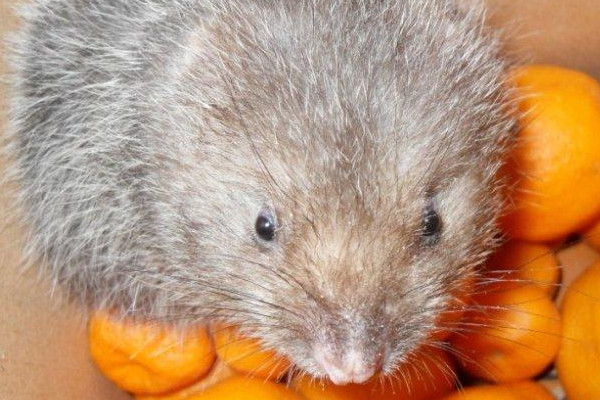 竹鼠好養(yǎng)嗎？人工養(yǎng)殖竹鼠就喂這些粗料