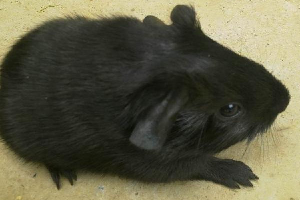 黑豚是什么動物？國家允許養(yǎng)殖的野生動物