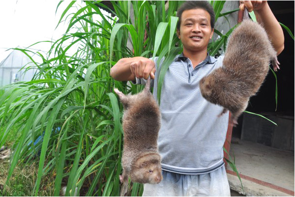 竹鼠多少錢一斤2018？竹鼠的營養(yǎng)價值高