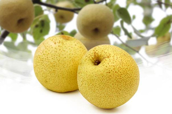 最大的梨是碭山梨嗎？碭山梨的功效與作用