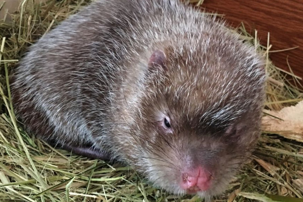 竹鼠多少錢一斤2018？竹鼠的營養(yǎng)價值高