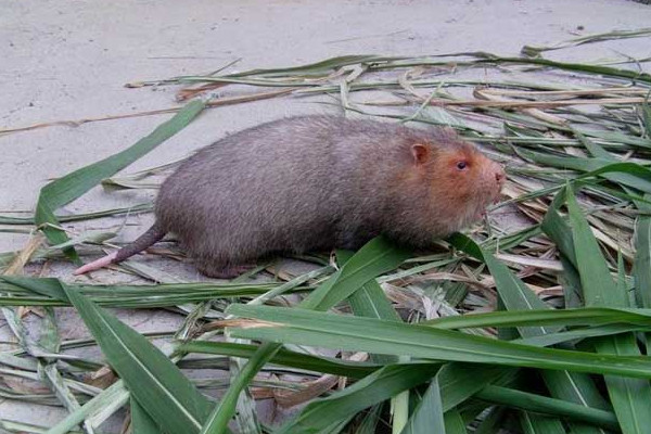 竹鼠好養(yǎng)嗎？人工養(yǎng)殖竹鼠就喂這些粗料