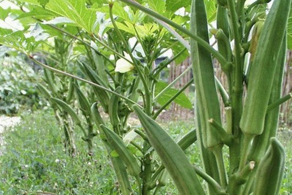 秋葵怎么種植？這些人最好不要吃