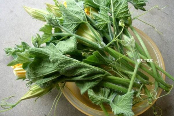 南瓜藤怎么吃？這些人不宜吃南瓜藤