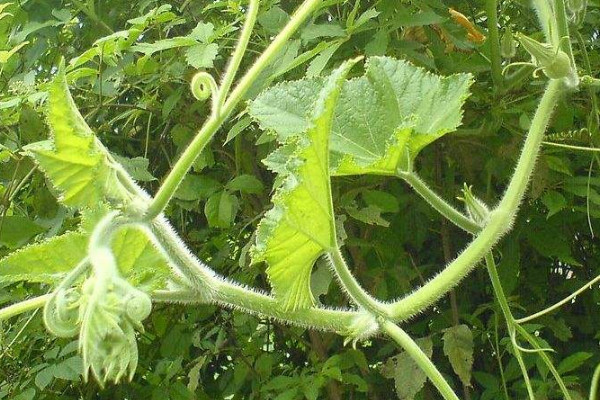 南瓜藤怎么吃？這些人不宜吃南瓜藤