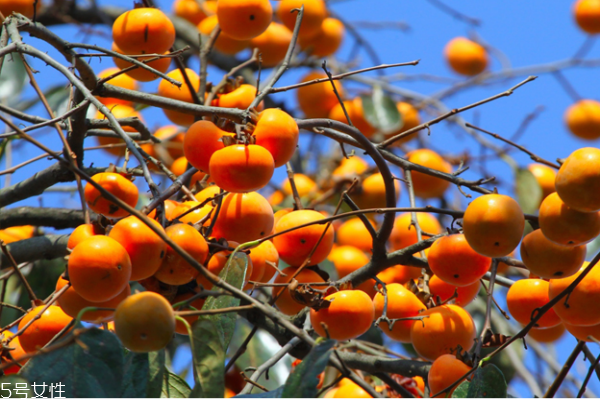 柿子沒熟怎么辦 教你催熟方法 柿子沒熟怎么辦 教你催熟方法