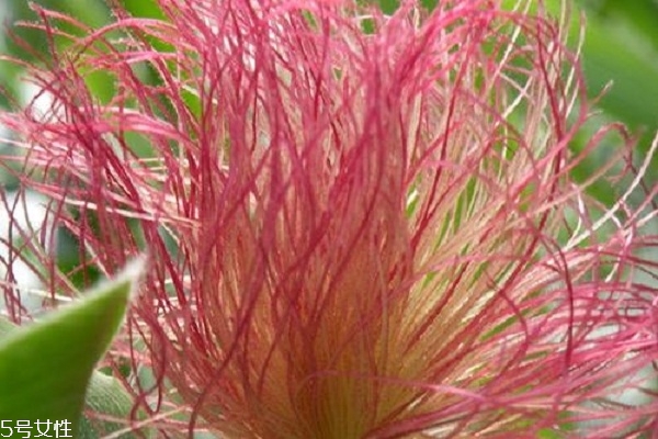 玉米須能治痛風(fēng)嗎 可幫助痛風(fēng)患者緩解 玉米須能治痛風(fēng)嗎 可幫助痛風(fēng)患者緩解