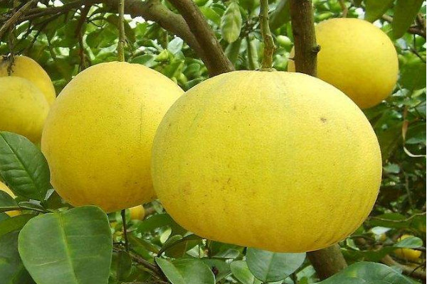 梁平柚子多少錢(qián)一斤？梁平柚的上市時(shí)間