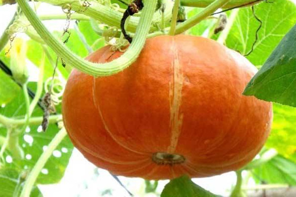 怎么看南瓜老沒老？南瓜吃多的壞處