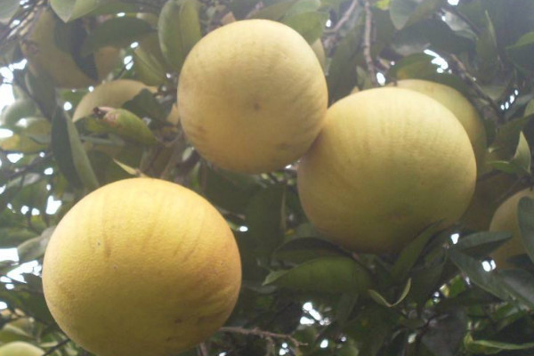 梁平柚子多少錢(qián)一斤？梁平柚的上市時(shí)間