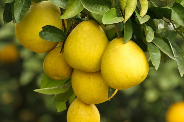 梁平柚為什么是麻的？中國(guó)的四大名柚