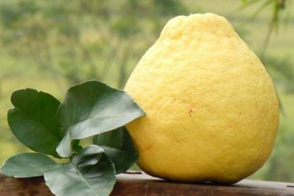 吃沙田柚對(duì)身體有什么好處？買的時(shí)候一掂二摸三擠壓