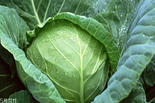 包菜為什么會(huì)苦 三個(gè)原因?qū)е? alt=