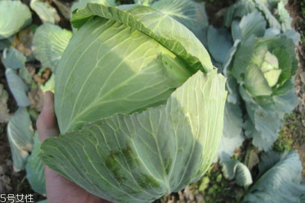 包菜為什么會(huì)苦 三個(gè)原因?qū)е? alt=