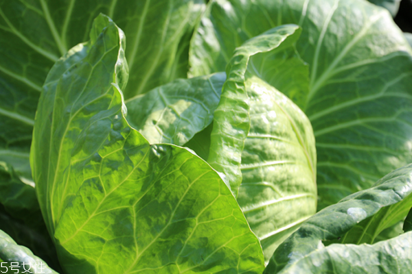 包菜為什么會(huì)苦 三個(gè)原因?qū)е? alt=