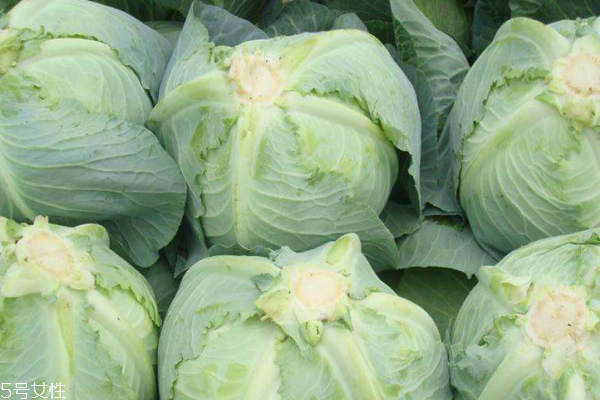 包菜怎么挑選 這樣選最好吃 包菜怎么挑選 這樣選最好吃