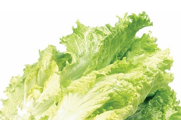 生菜為什么不長蟲 真相是這樣 生菜為什么不長蟲 真相是這樣