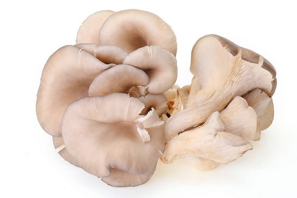 蘑菇需要陽(yáng)光嗎 無(wú)需陽(yáng)光就可生長(zhǎng) 蘑菇需要陽(yáng)光嗎 無(wú)需陽(yáng)光就可生長(zhǎng)