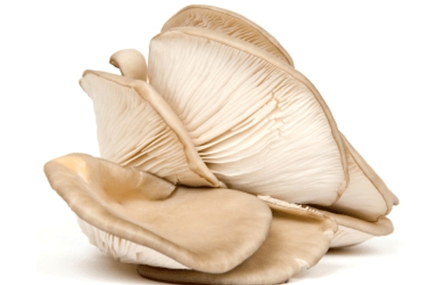 蘑菇怎么挑選 掌握這幾點(diǎn)就行 蘑菇怎么挑選 掌握這幾點(diǎn)就行