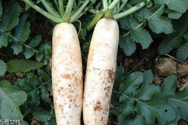 白蘿卜可以和土豆一起吃嗎 兩者沒有沖突 白蘿卜可以和土豆一起吃嗎 兩者沒有沖突