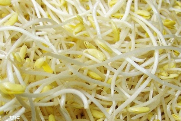 豆芽為什么苦 4個(gè)原因 豆芽為什么苦 4個(gè)原因