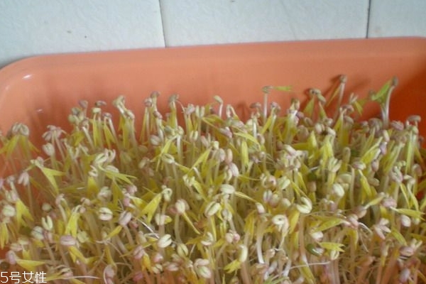 豆芽為什么便宜 因?yàn)楹弥谱?><p><strong>豆芽為什么便宜 因?yàn)楹弥谱?/strong></p></a></li> 	     </ul>
		</div>
	   <div   id=