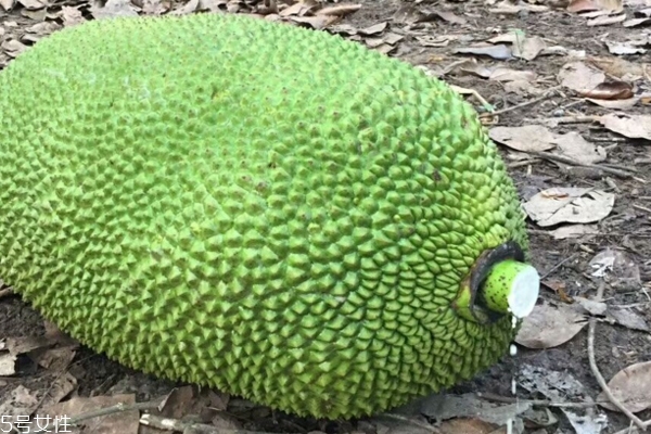 菠蘿蜜怎么切 看完你就學會了