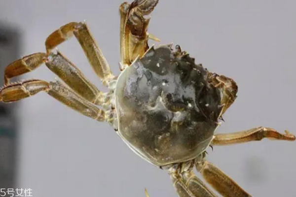 大閘蟹是什么顏色的 惹人喜愛的青殼蟹 大閘蟹是什么顏色的 惹人喜愛的青殼蟹