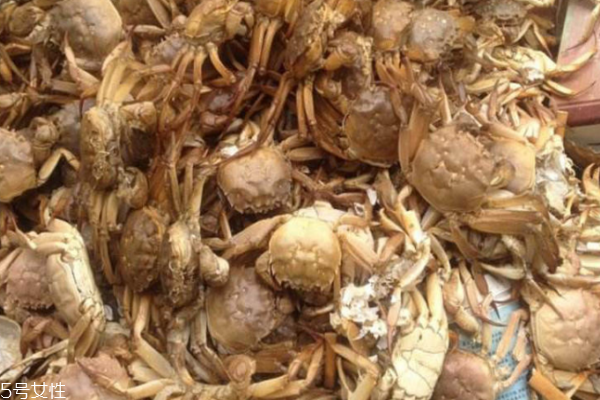 大閘蟹是什么顏色的 惹人喜愛的青殼蟹 大閘蟹是什么顏色的 惹人喜愛的青殼蟹