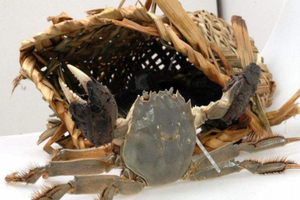 大閘蟹是什么顏色的 惹人喜愛的青殼蟹 大閘蟹是什么顏色的 惹人喜愛的青殼蟹